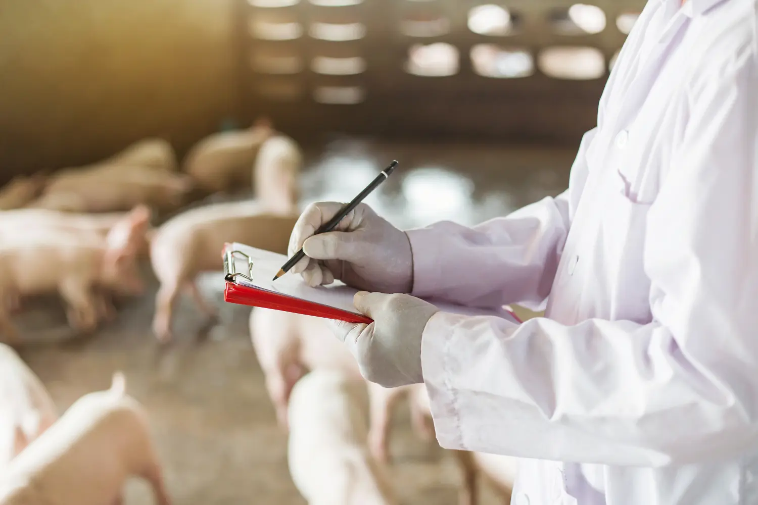 Fachtierarzt für Schweine, Osnabrück , Osnabrücker Land, Dr. Dirk Morthorst, Schweine, Sauenhaltung, Zucht, Mast, Reproduktion, Tierwohl, Optimierung, Beratung, Betreuung, Betriebsberatung, Betriebsentwicklung, überregionale Betreuung Bestandsbetreuung, autogene, spezifische, maßgeschneiderte Impfstoffe, Überregionale Bestandsbetreuung - Einzebetreuung- Konzept Initiative Tierwohl, Beratungs-Betreuungspraxis