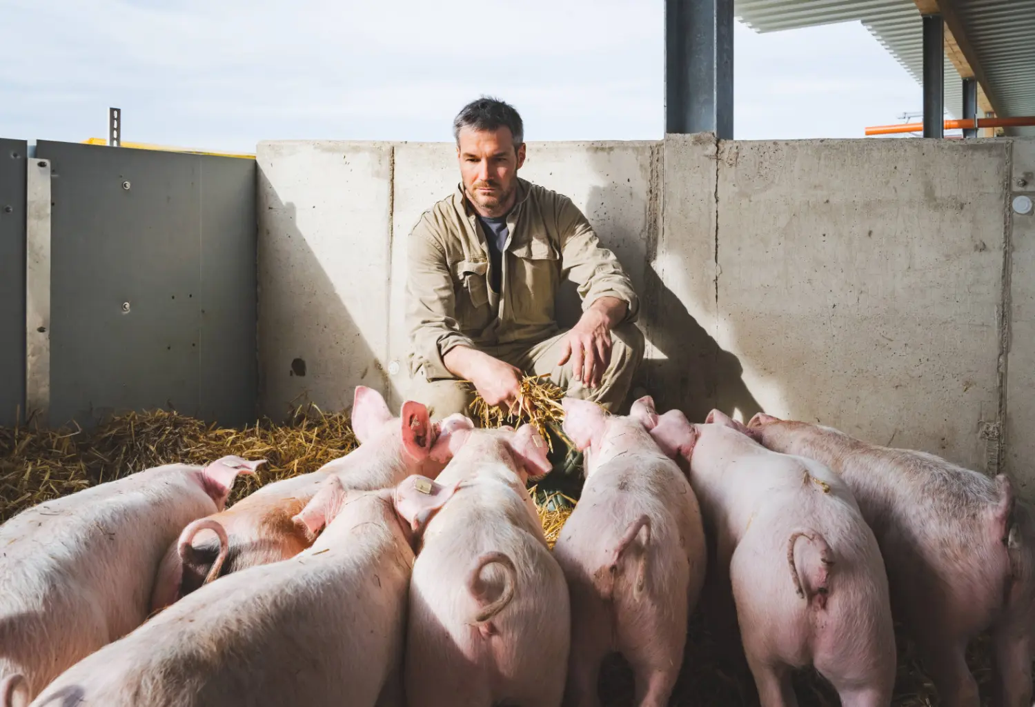Fachtierarzt für Schweine, Osnabrück , Osnabrücker Land, Dr. Dirk Morthorst, Schweine, Sauenhaltung, Zucht, Mast, Reproduktion, Tierwohl, Optimierung, Beratung, Betreuung, Betriebsberatung, Betriebsentwicklung, überregionale Betreuung Bestandsbetreuung, autogene, spezifische, maßgeschneiderte Impfstoffe, Überregionale Bestandsbetreuung - Einzebetreuung- Konzept Initiative Tierwohl, Beratungs-Betreuungspraxis