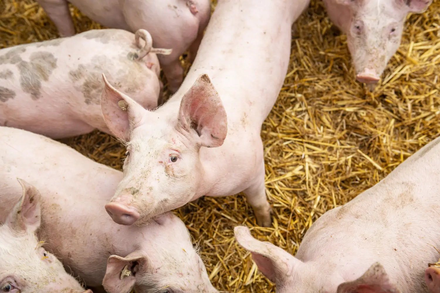 Fachtierarzt für Schweine, Osnabrück , Osnabrücker Land, Dr. Dirk Morthorst, Schweine, Sauenhaltung, Zucht, Mast, Reproduktion, Tierwohl, Optimierung, Beratung, Betreuung, Betriebsberatung, Betriebsentwicklung, überregionale Betreuung Bestandsbetreuung, autogene, spezifische, maßgeschneiderte Impfstoffe, Überregionale Bestandsbetreuung - Einzebetreuung- Konzept Initiative Tierwohl, Beratungs-Betreuungspraxis